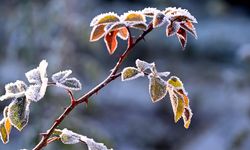 Uşak Valiliğinden zirai meteorolojik uyarı