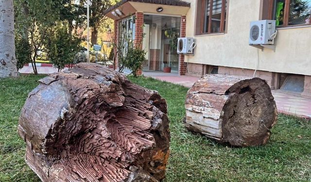 10 - 16 milyon yaşında ağaç fosili bulundu