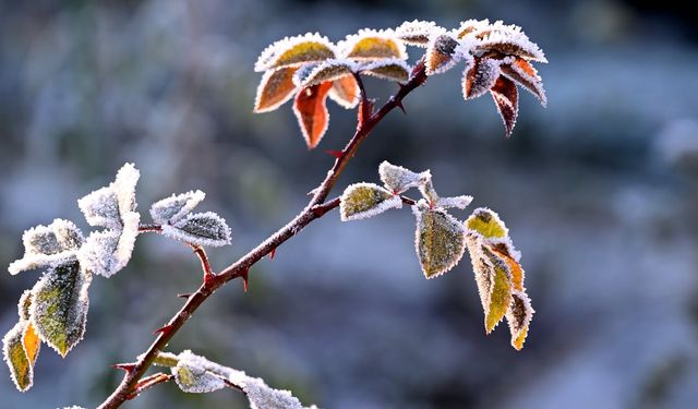 Uşak Valiliğinden zirai meteorolojik uyarı