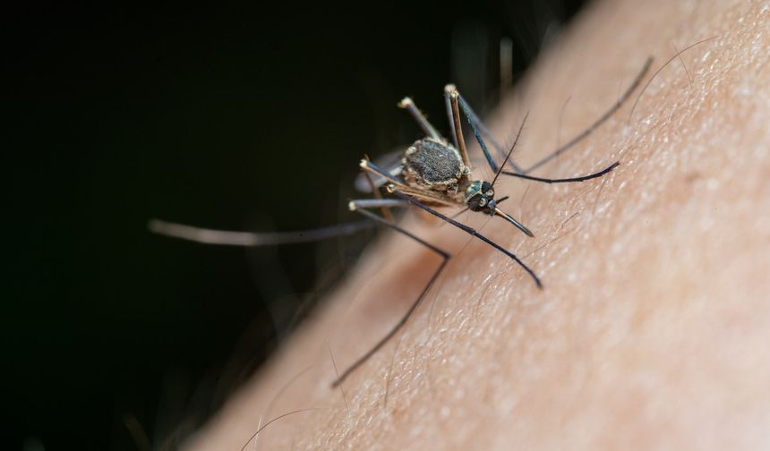 Sivrisineklere Karşı Kesin Çözüm!