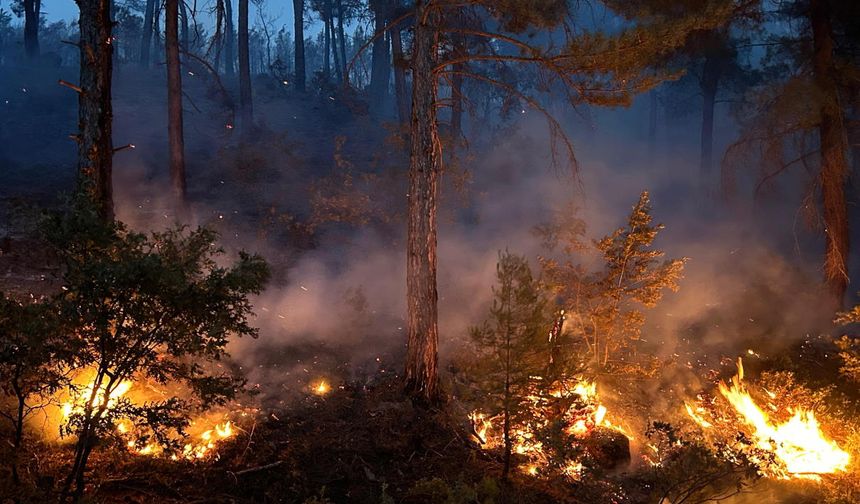 Uşak’ta ormanlık alanda çıkan yangına müdahale devam ediyor